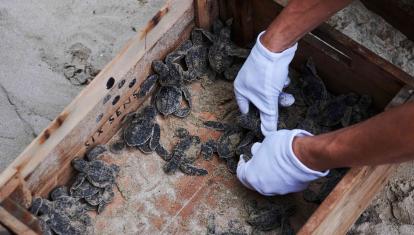 Conservation worker gently handling turtle hatchlings in Con Dao, Vietnam