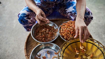 Woman shelling shrimp in Con Dao Vietnam