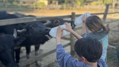 Children feeding buffalo milk in Laos
