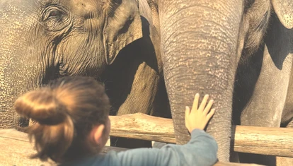 Child touching rescued elephant