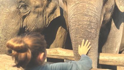 Child touching rescued elephant