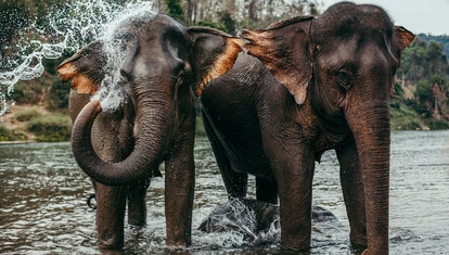 Elephants in Manalao 