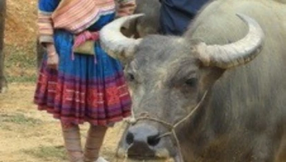 Buffalo at the market