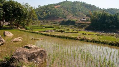rice paddies