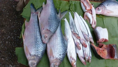 Fresh fish