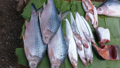Fresh fish