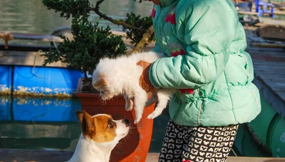 Halong Bay, Vietnam, Dogs