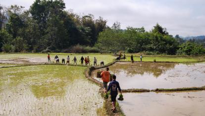 Working in the Rice Field in Laos