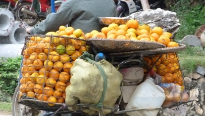 Transporting oranges by motorbike