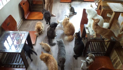 Ailu Cat Cafe