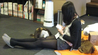Japanese Cat Cafe