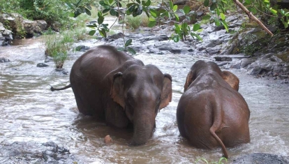 Elephants bathing