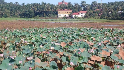 Farmland on the way to Kratie