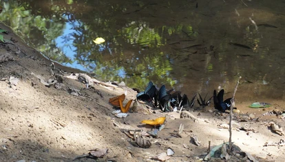 Butterflys
