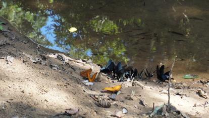 Butterflys