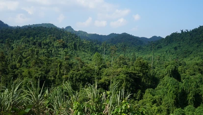 Phong Nha National Park has extensive areas of untouched forest