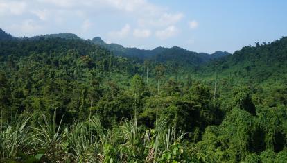 Phong Nha National Park has extensive areas of untouched forest