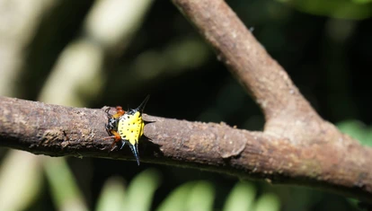 Spikey Spider