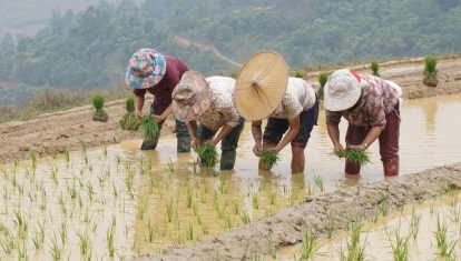 Ladies planting up the rice terrace