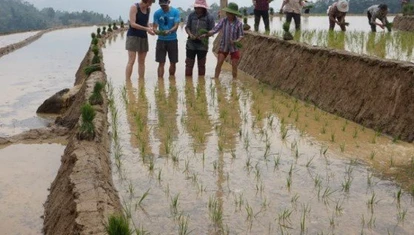 Mr Tien helping me to separate the rice seedlings ready for planting