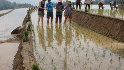 Mr Tien helping me to separate the rice seedlings ready for planting
