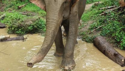 Elephant in Northern Laos