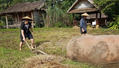 Buffalo farm in Laos