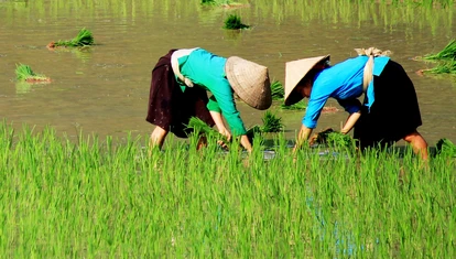 Rice terrace Vietnam