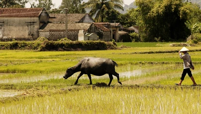 Mekong Delta rice terraces, Vietnam