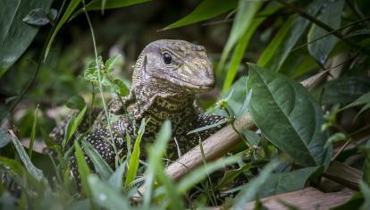 asian-water-monitor-4828484_960_720