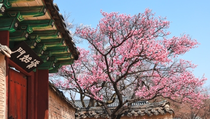 soyoung-han-VoY1Pn8ev08-unsplash-SPRING