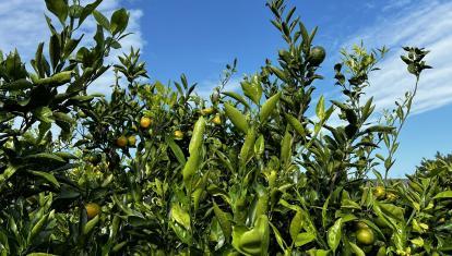 Jeju tangerine