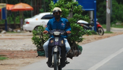 Transporting a tree by motorbike
