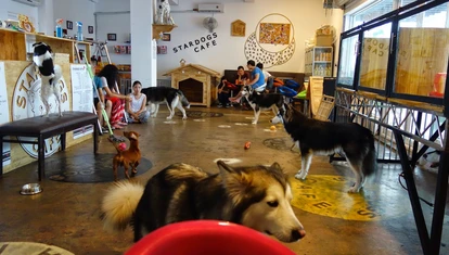 Dog Cafe
