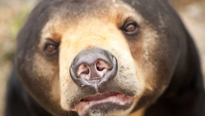 Sun Bear