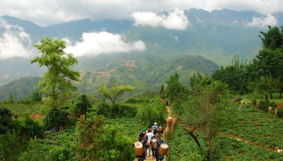 The greenery of Sapa