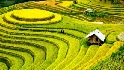 Sapa rice terraces, VIetnam