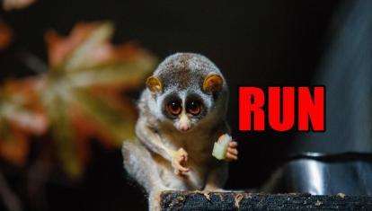 dangerous animals in borneo slow loris