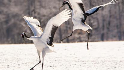 Japan winter wildlife