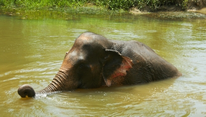 elephant tourism in Thailand