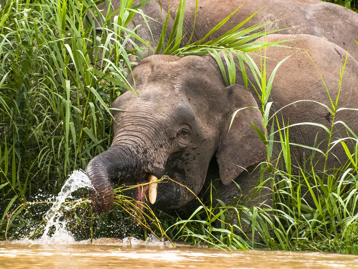Elephants in the wild at the Kinabatangan river in Sabah, Borneo, Malaysia