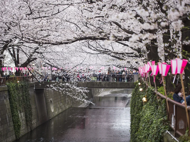 Cherry blossom trees on the banks of the river in Tokyo 