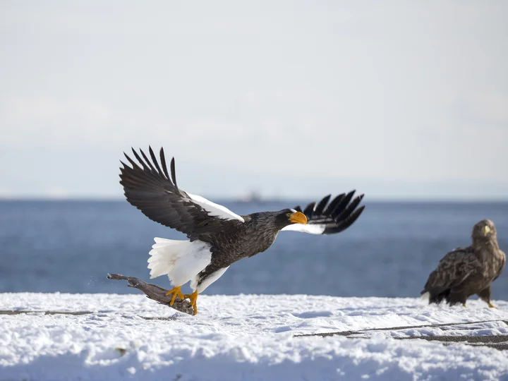 Stellar sea eagles taking off from ice field in Hokkaido 
