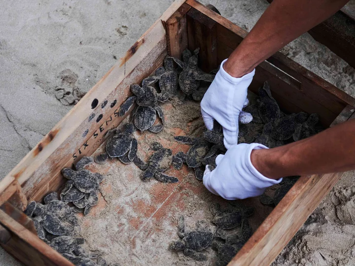Conservation worker gently handling turtle hatchlings in Con Dao, Vietnam