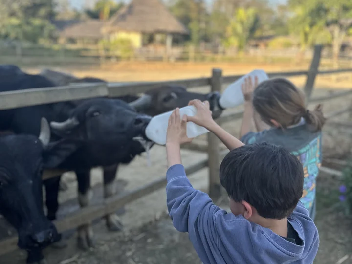 Children feeding buffalo milk in Laos