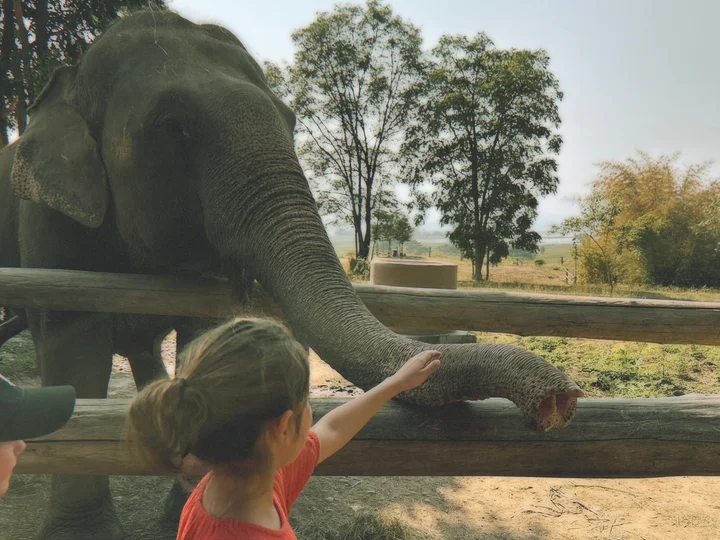 Child tourist with rescued elephant 