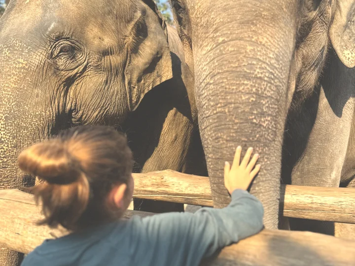 Child touching rescued elephant 