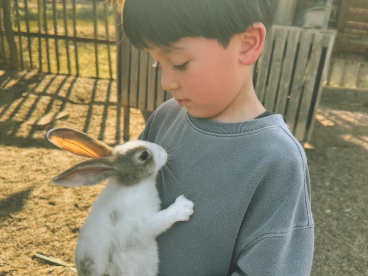 Child holding a rabbit at a Buffalo farm in Laos