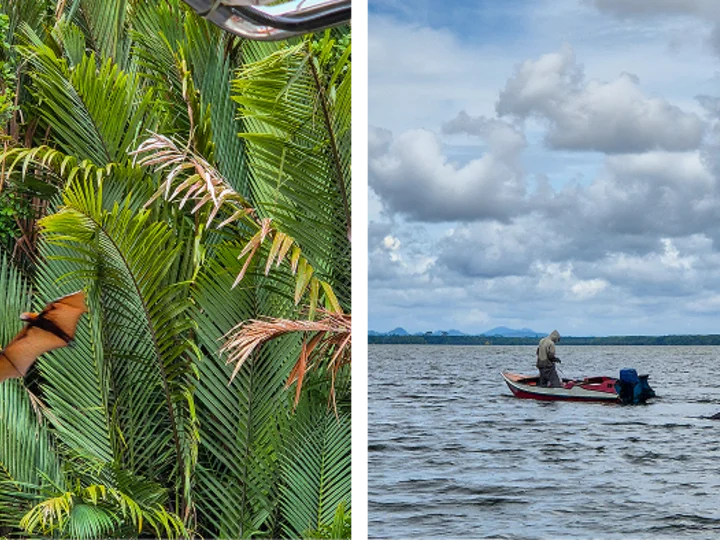 Two-panel image: Left - A flying fox flying over lush green palm leaves. Right - A person in a small motorboat on open water with a dolphin surfacing nearby.