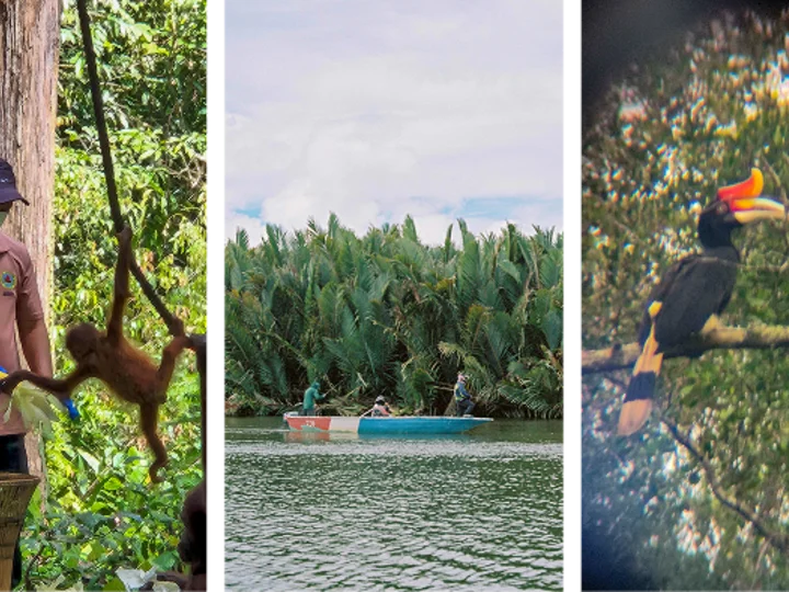 Three-panel collage showing wildlife and nature in a tropical setting. Left panel: a person in a cap, mask, and gloves feeding a young orangutan near a tree in a forest. Middle panel: two people in a small motorboat on a wide river with dense palm trees in the background. Right panel: a hornbill perched on a tree branch, viewed through binoculars or a camera lens, with green foliage behind